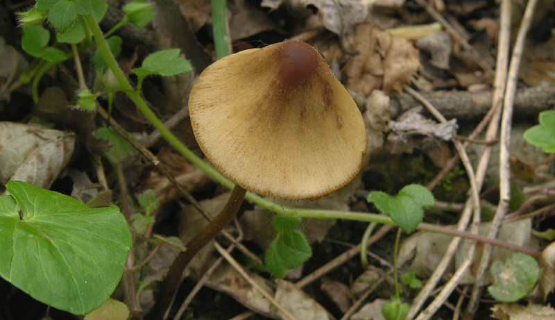 Conocybe da determinare.